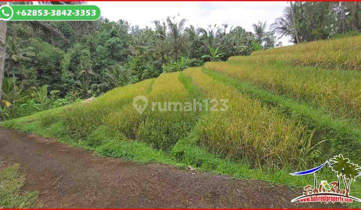 Dijual Tanah Murah 4,600 M2 Akses Beton Area Sangketan Penebel 2