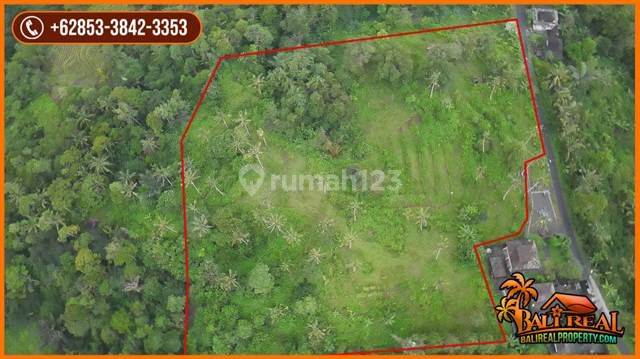 20,000 M2 Tanah Kebun Kontur Datar Melandai di Penebel 2