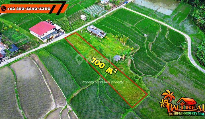 700 M2 Tanah Kebun Bekas Sawah Dijual Murah di Penebel 2