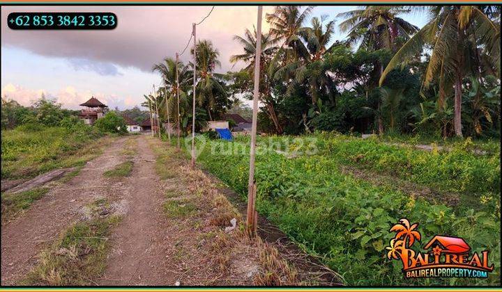 Langka, Murah 16.0 Are Semi L View Sawah Dan Hutan  2