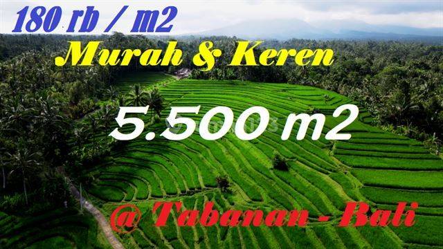 Tanah Sawah Terasering Landai 5.500 M2 di Penebel Tabanan 1