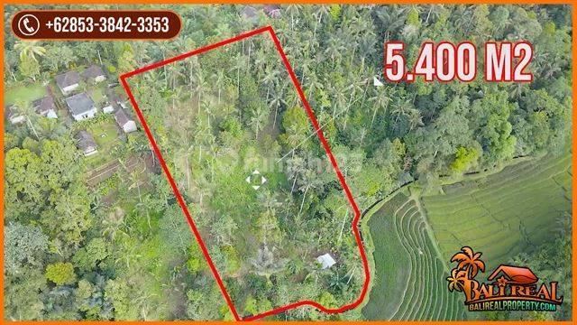 54 Are Garden Land in Pupuan for Sale Cheap with Concrete Road Access 2