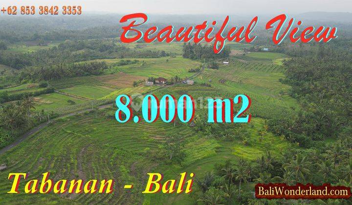 Lahan Datar Terasering 80 Are View Sawah Dan Gunung di Selemadeg 1