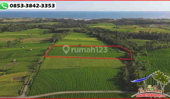 View Sawah, Gunung Dan Laut 5,300 M2 di Selemadeg Tabanan 2