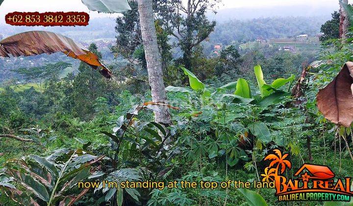 Langka, Murah 34 Are View Sawah Dan Gunung di Penebel Bali 2