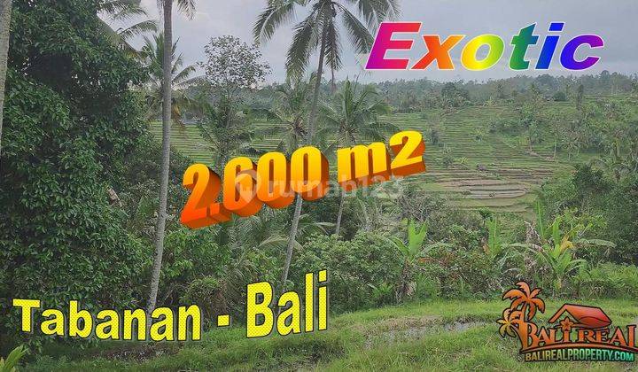 2,600 M2 Tanah Kebun Berkontur Landai di Mengesta Tabanan 1