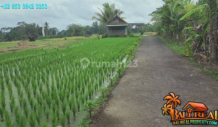 Langka, Murah 30 Are Kontur Bagus di Penebel Akses Jalan Desa 2