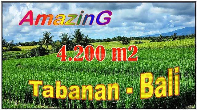 Jual Murah Tanah Sawah 42 Are di Selemadeg Timur 1