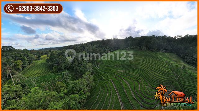 5,400 m2 Tanah Area Pupuan Akses Jalan Beton 2
