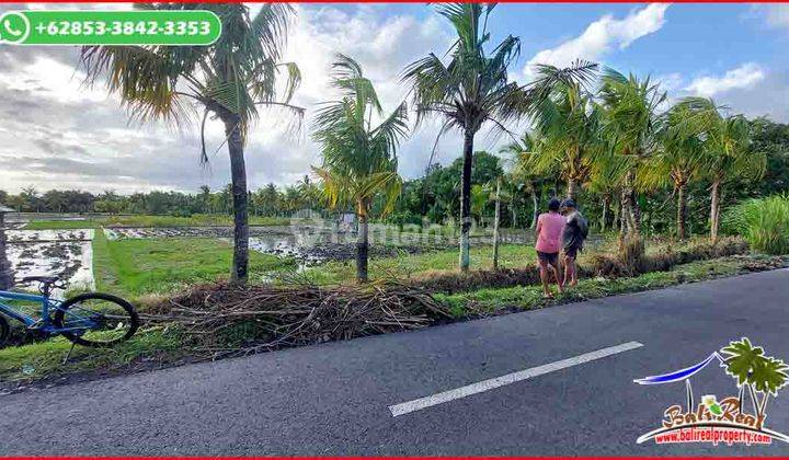 View Laut, Sawah Dan Gunung 3,200 M2 di Sudimara Tabanan 2