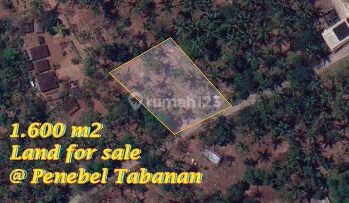 Tanah Murah 1,600 M2 Kontur Sedikit Miring di Penebel Tabanan 2