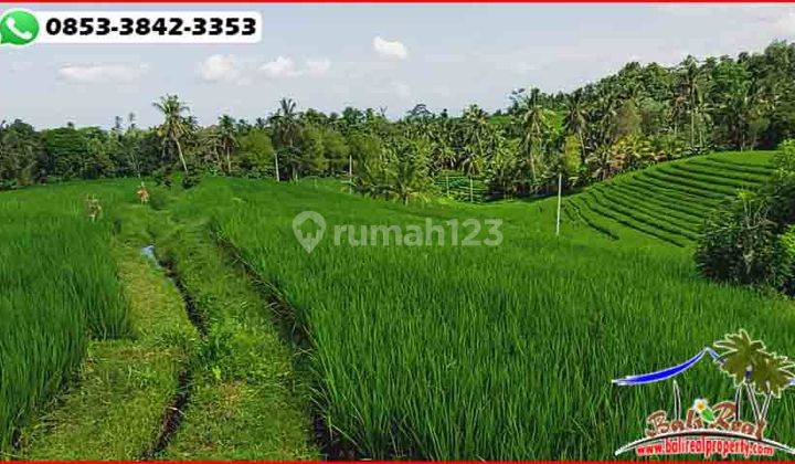 Tanah Sawah Terasering Landai 5.500 M2 di Penebel Tabanan 2