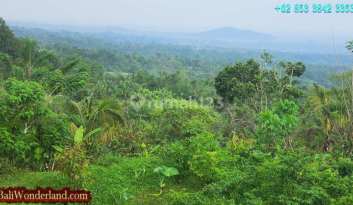 23,000 M2 Dijual Tanah Ngantong Pinggir Jalan Desa di Baturiti 2