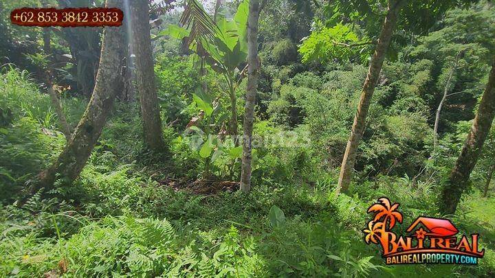 1,800 m2 Tanah Kering Dijual Murah area Tegallalang 2