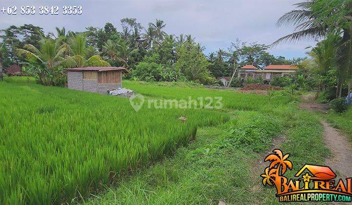 View of Rice Fields and Forest 445 M2 for Residence in Pejeng Ubud 2