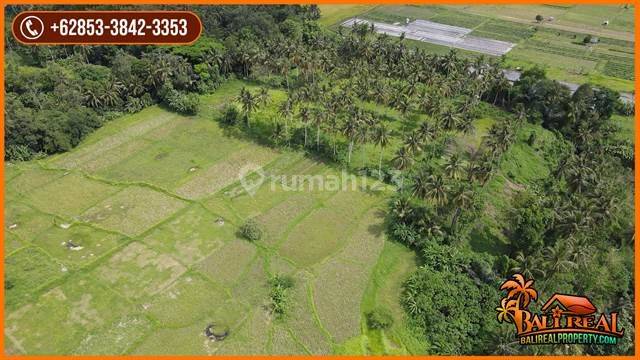 View of Rice Fields, Forest and River 44,000 M2 in Lodtunduh 2