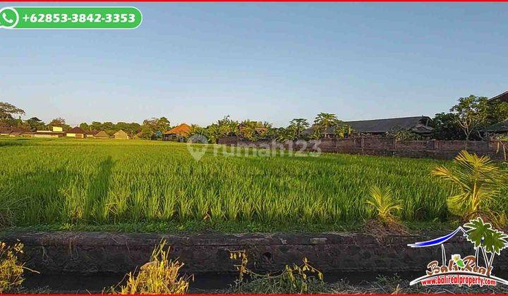 3,700 M2 Tanah Sawah Datar di Kerambitan Akses Beton 2