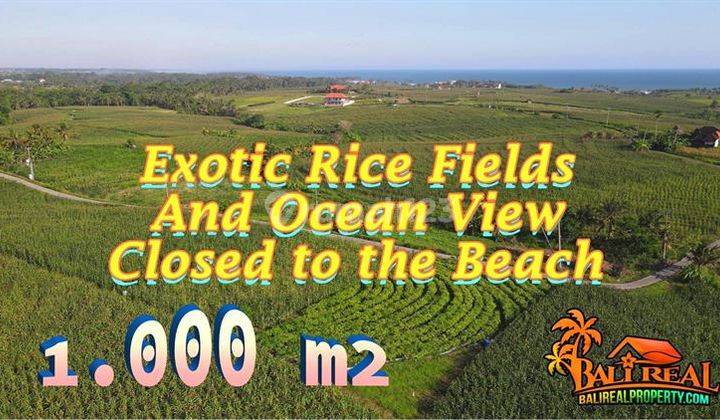 Corn Plantation Land For Sale Cheap Near Beach in East Selemadeg 1