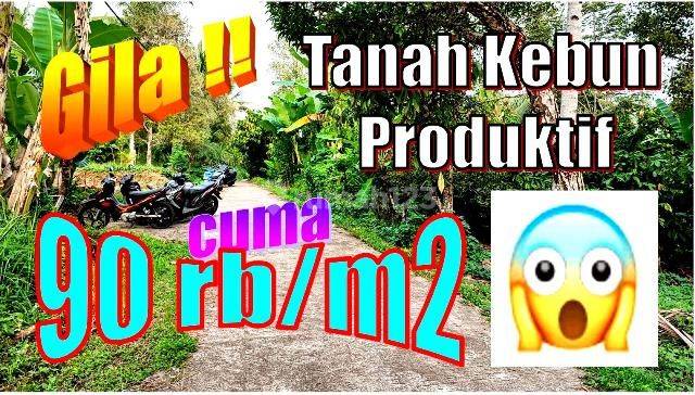 Peluang Investasi 20,000 M2 View Kebun Area Pantai Medewi 1