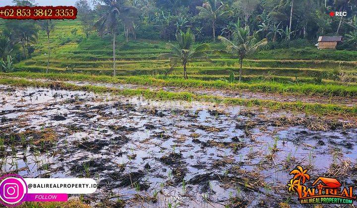 Peluang Investasi 72 Are Tanah Sawah Akses Mobil Jalan Beton 2