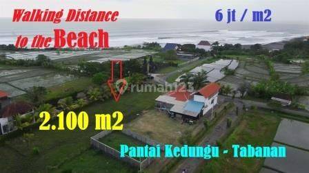 Sea, Rice Field and Mountain View 2,100 M2 in Kediri Tabanan 1