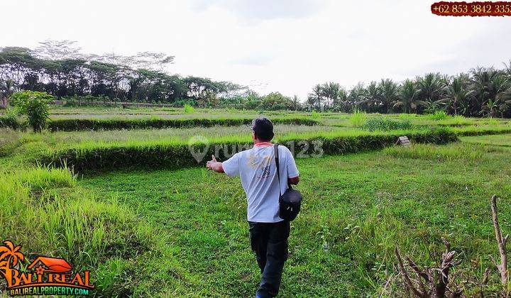 17 Are Tanah Kebun Bekas Sawah Pinggir Jalan di Penebel 2