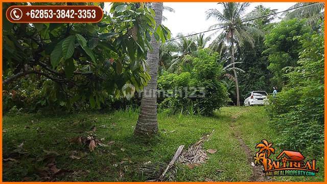 Akses Jalan Aspal  823 Are Lahan Siap Bangun di Jembrana 2