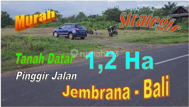 Siap Bangun 120 Are Tanah Kebun Datar Pinggir Jalan 1