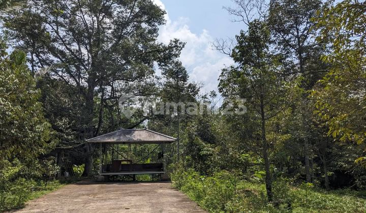 Jual Tanah Kebun Durian Jumantono Karanganyar Solo 500Jt Jual Tanah Kebun Durian Jumantono Karanganyar Solo 500Jt