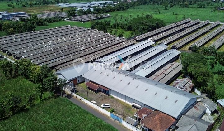 Ready-to-Use Egg Farm, Promising Investment, Bedali, Lawang Ready-to-Use Egg Farm, Promising Investment, Bedali, Lawang