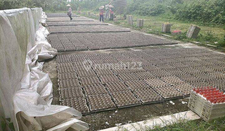 Dijual Pabrik Eggtray Kondisi Masih Aktif Produksi  2