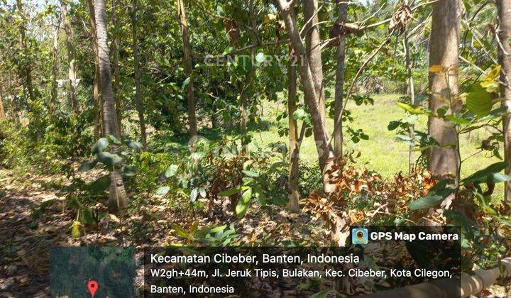 Tanah Kebun Jati Produktif Bulakan Cilegon 1