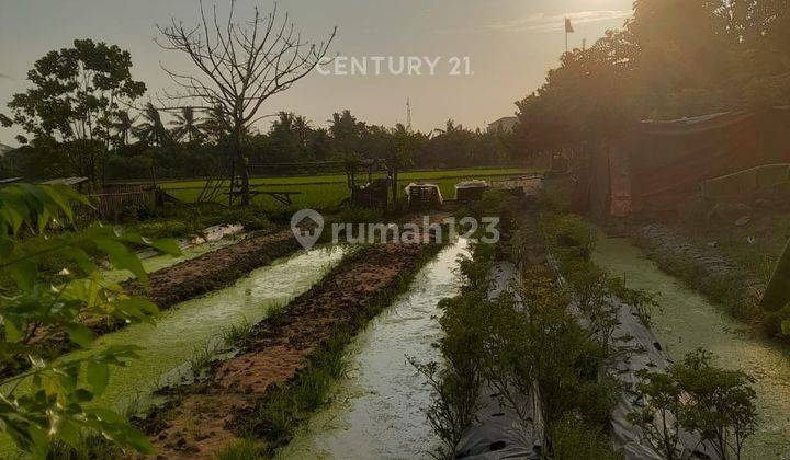 Tanah Kenanga Kebon Dalem Nego Sampai Deal 1