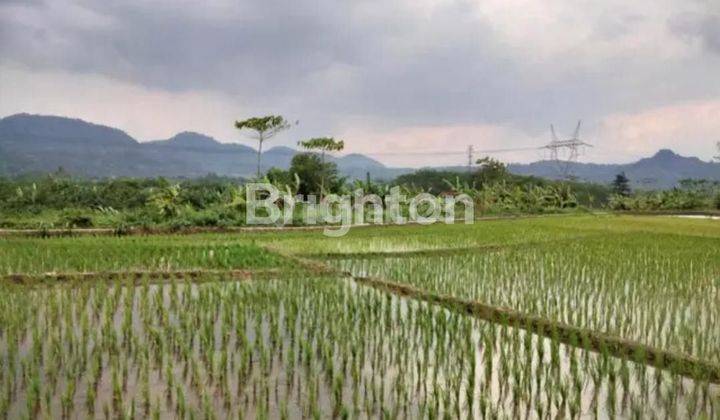 SAWAH SUBUR 1