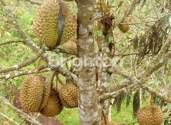 KEBUN DURIAN , TINGGAL PANEN 1