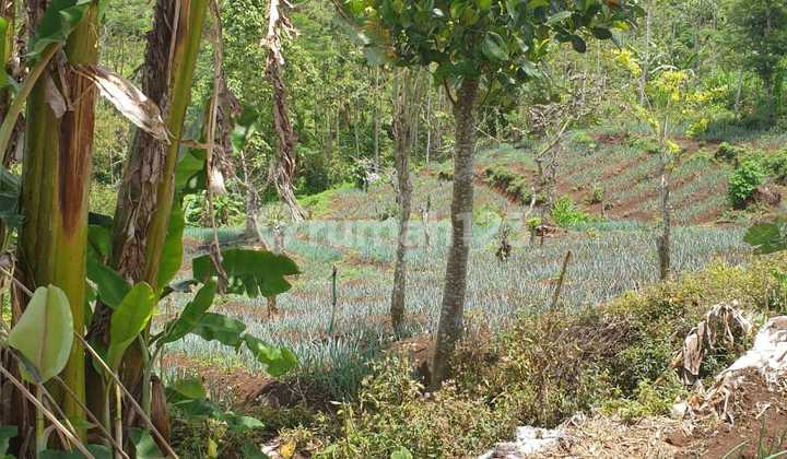 Land for Sale Munduk Location Land for Sale Munduk Location