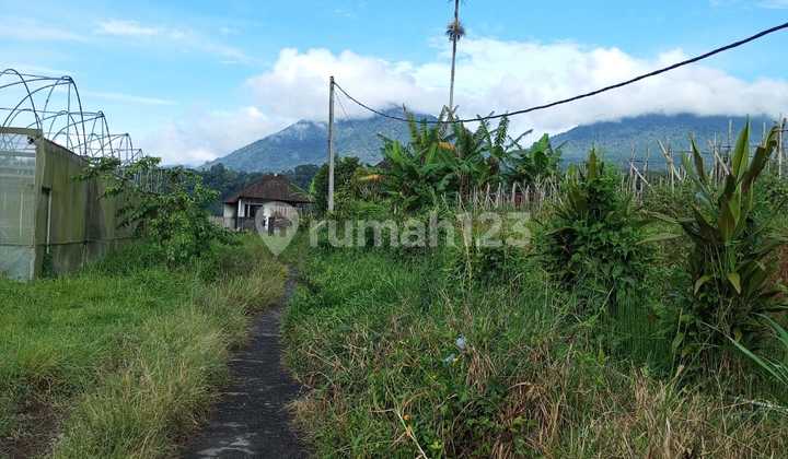 Land for Sale Location Baturiti Land for Sale Location Baturiti