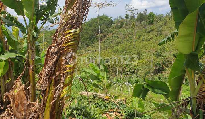 Land for Sale Munduk Location Land for Sale Munduk Location