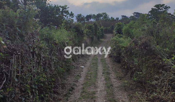 Dijual Kebun Jeruk Keprok Di Bumiaji Batu 2