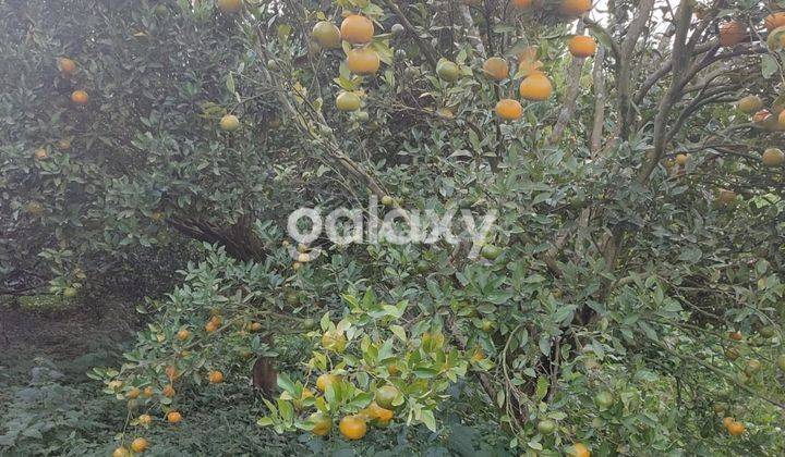 Kebun Jeruk Sertifikat Shm Di Bumiaji Kota Batu 2