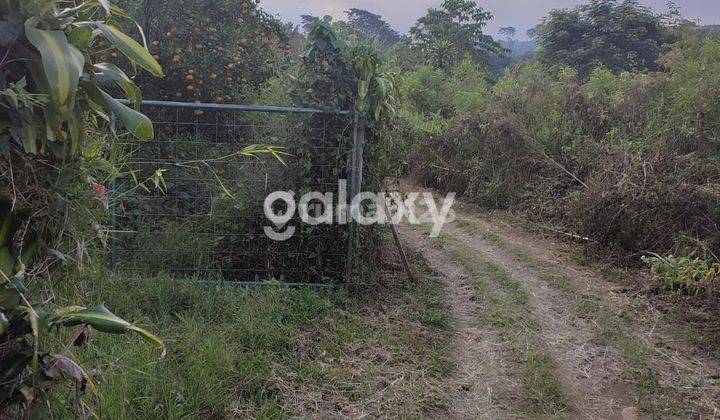 Kebun Jeruk Sertifikat Shm Di Bumiaji Kota Batu 1