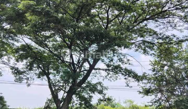 Tanah Jalan Poros Nganjuk Surabaya 