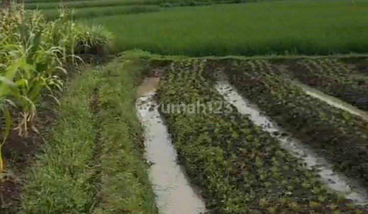 Tanah 12000 m² SHM Mainroad Cocok Untuk Gudang Dan Gedung  2