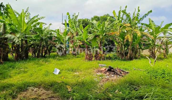 Hot Deal Tanah Lokasi Premium di Jl Bumbak Umalas Kerobokan