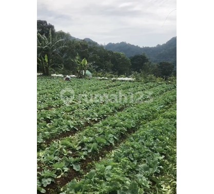Sangat Murah Tanah Komersil Pinggir Jalan Raya di Cipanas, Cianjur