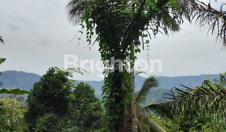 TANAH 2 HEKTAR DI SIDEMEN KARANGASEM VIEW SAWAH DAN GUNUNG AGUNG 2