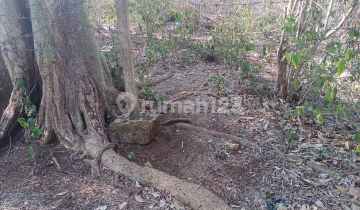Tanah Murah Dan Strategis Di Balangan Dekat Pantai Tanah Murah Dan Strategis Di Balangan Dekat Pantai