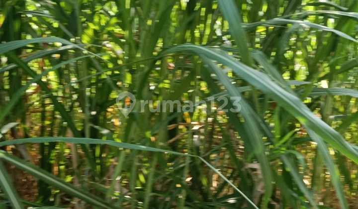 Strategic 2 Are Land in Kedonganan Near the Airport