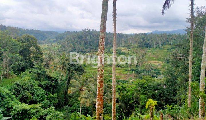 TANAH 24 ARE DI RENDANG KARANGASEM VIEW SAWAH DAN GUNUNG 1