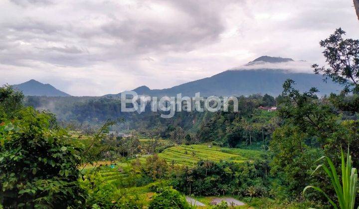 TANAH DENGAN PEMANDANGAN RICE TERRACE DI KARANGASEM 2